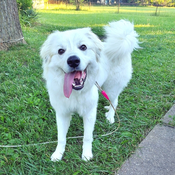 Meet your Posher, Brandy - Picture 1 of 1